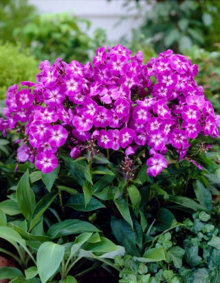 Floks (Phlox) - Płomyk wiechowaty - Uspech - duża paczka! - 10 szt.