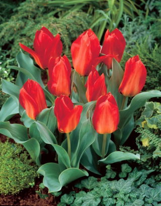Tulipan Princeps - 5 cebulek