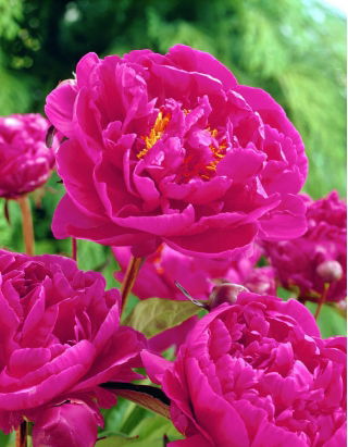 Piwonia, Paeonia - Karl Rosenfield - sadzonka - duża paczka! - 10 szt.