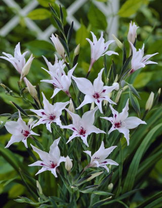 Mieczyk, Gladiolus carneus - 5 szt.