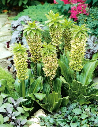 Eukomis dwubarwny - Eucomis bicolor - 2 cebule
