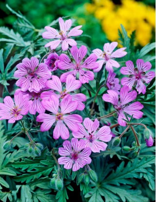 Bodziszek bulwiasty - Geranium tuberosum - GIGA paczka! - 250 szt.