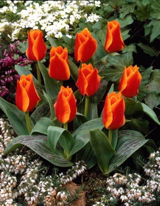 Tulipan Sun Dance - duża paczka! - 50 cebulek