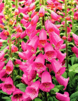 Naparstnica różowa - Camelot Rose - GIGA paczka! - 50 szt.