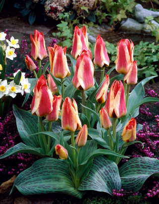 Tulipan Sylvia Warder - 5 cebulek