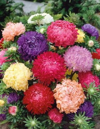 Aster Duchesse - mieszanka