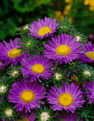 Aster chiński karłowy Pepite - fioletowy - 500 nasion