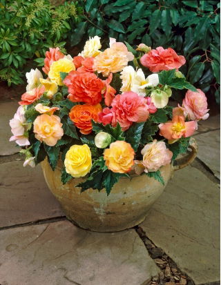 Begonia Pastel mix - 2 szt.