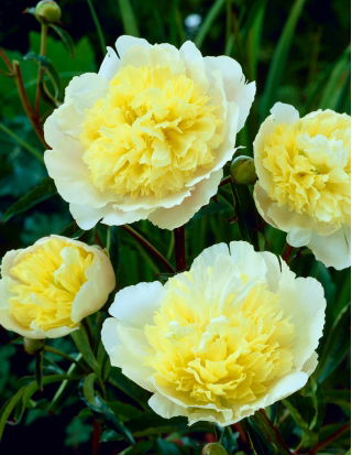 Piwonia, Paeonia - Prima Vera - sadzonka - GIGA paczka! - 50 szt.