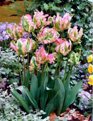 Tulipan Green Wave - 5 szt.