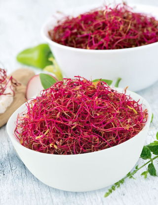 Nasiona na kiełki - Burak liściowy czerwony - 100 g