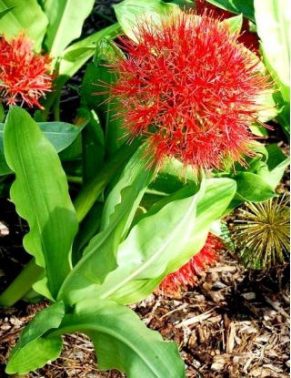 Krasnokwiat Katarzyny - GIGA paczka! - 50 szt.