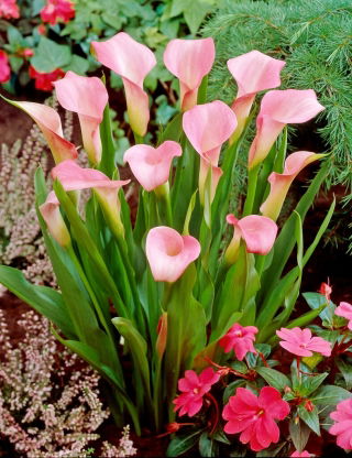 Calla Rehmannii