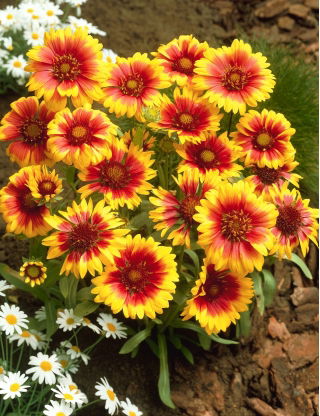 Gailardia Kobold - sadzonka - duża paczka! - 10 szt.