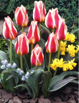 Tulipan Mary Ann - GIGA paczka! - 250 cebulek