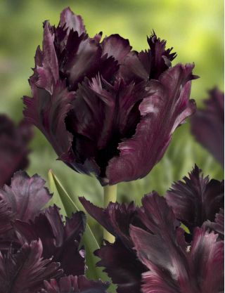 Tulipan Black Parrot - 5 cebulek