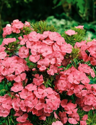 Goździk brodaty Newport Pink - łososioworóżowy - 450 nasion