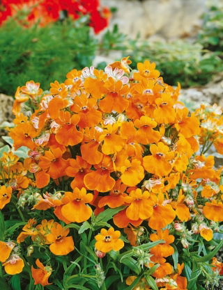 Nemezja powabna Orange Prince - 1000 nasion