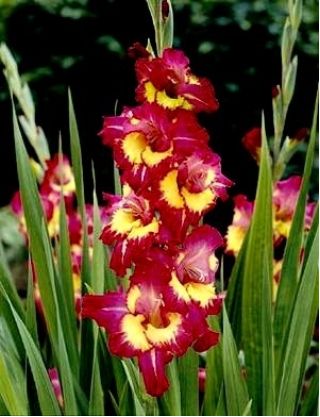 Gladiolus - Mieczyk Far West - 5 cebulek
