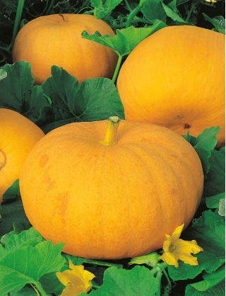 Dynia olbrzymia Gele Reuzen - 100 g