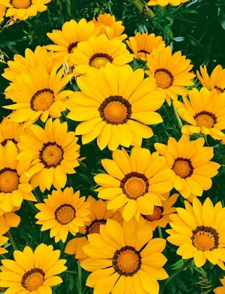 Gazania Yellow with Ring