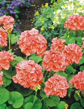 Pelargonia rabatowa łososiowa - 10 nasion
