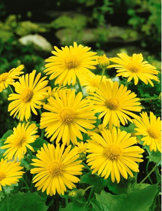 Omieg kaukaski Medaillon d’Or - 110 nasion