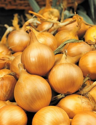 Cebula Sochaczewska - 100 gram