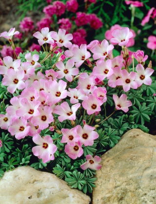 Szczawik chilijski - Oxalis Adenophylla - GIGA paczka! - 250 szt.