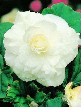 Begonia podwójna (pełna) - biała - 2 bulwy