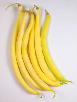 Fasola Korona - szparagowa, karłowa, żółtostrąkowa - 120 nasion