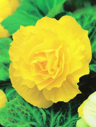 Begonia pełna - żółta - GIGA paczka! - 100 szt.