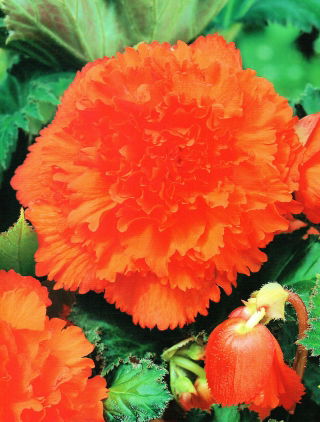 Begonia strzępiasta - pomarańczowa - GIGA paczka! - 100 szt.