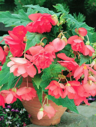 Begonia zwisająca - różowa - GIGA paczka! - 100 szt.