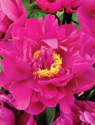 Piwonia, Paeonia - Karl Rosenfield - sadzonka - GIGA paczka! - 50 szt.