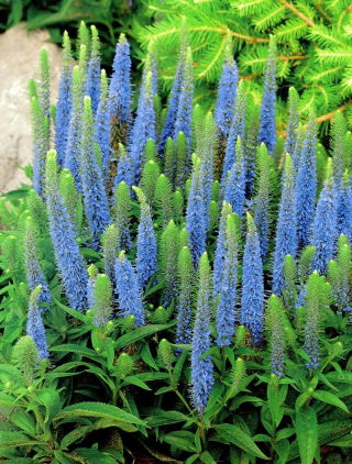 Przetacznik kłosowy jasnoniebieski - Light Blue - GIGA paczka! - 50 szt.