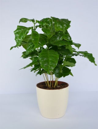 Doniczka okrągła Coubi Duo - 12 cm - Kremowa