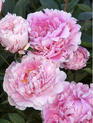 Piwonia, Paeonia - Sarah Bernhardt - sadzonka - GIGA paczka! - 50 szt.