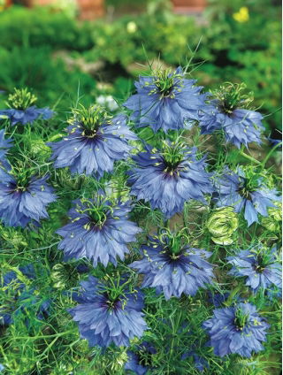 Czarnuszka damasceńska - niebieska