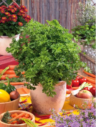 Seler naciowy Pikant - 520 nasion