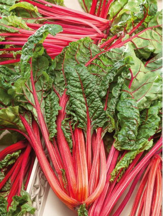 Burak liściowy Rhubarb Chard - czerwony - 225 nasion