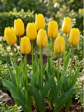 Tulipan żółty - Yellow - paczka XXL - 50 cebulek