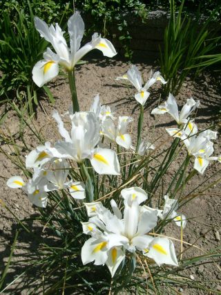Irys holenderski White Excelsior - 10 cebulek
