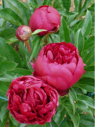 Piwonia, Paeonia - Felix Crouse - 1 kłącze