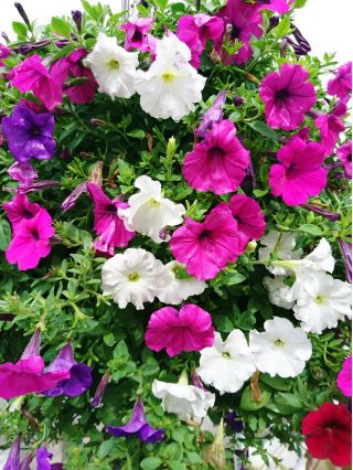 Petunia olbrzymiokwiatowa - Smolicka Superbissima - 60 nasion