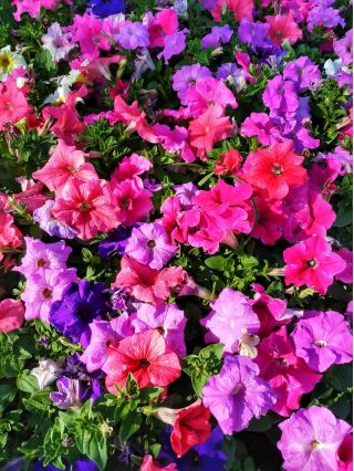 Petunia olbrzymiokwiatowa - Smolicka Superbissima - 60 nasion