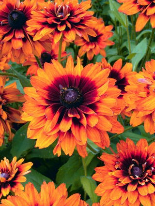 Rudbekia dwubarwna Cherokee Sunset - 1500 nasion