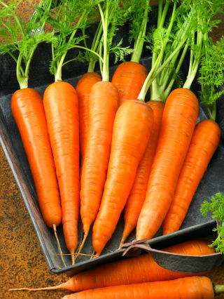 Marchew Blanka - późna, bardzo plenna - 4250 nasion