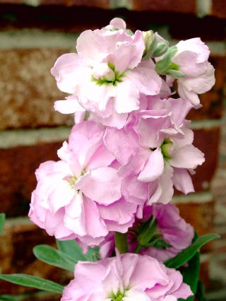 Lewkonia Varsovia Mela - białoróżowa