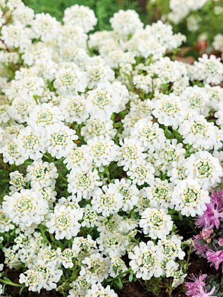 Ubiorek wieczniezielony - 125 nasion